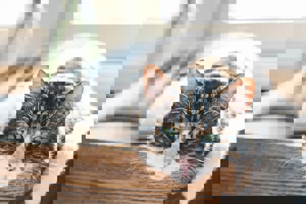 Blog post image